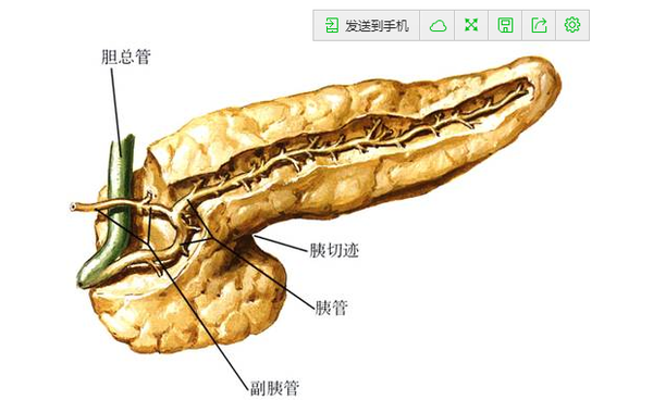法特壶腹恶性肿瘤：隐秘的“黄肿”陷阱封面图