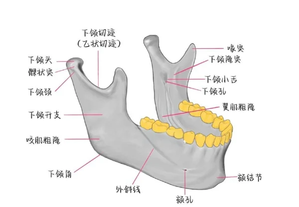 惊！下颌骨骨折怎么办？全方位解析与防护指南