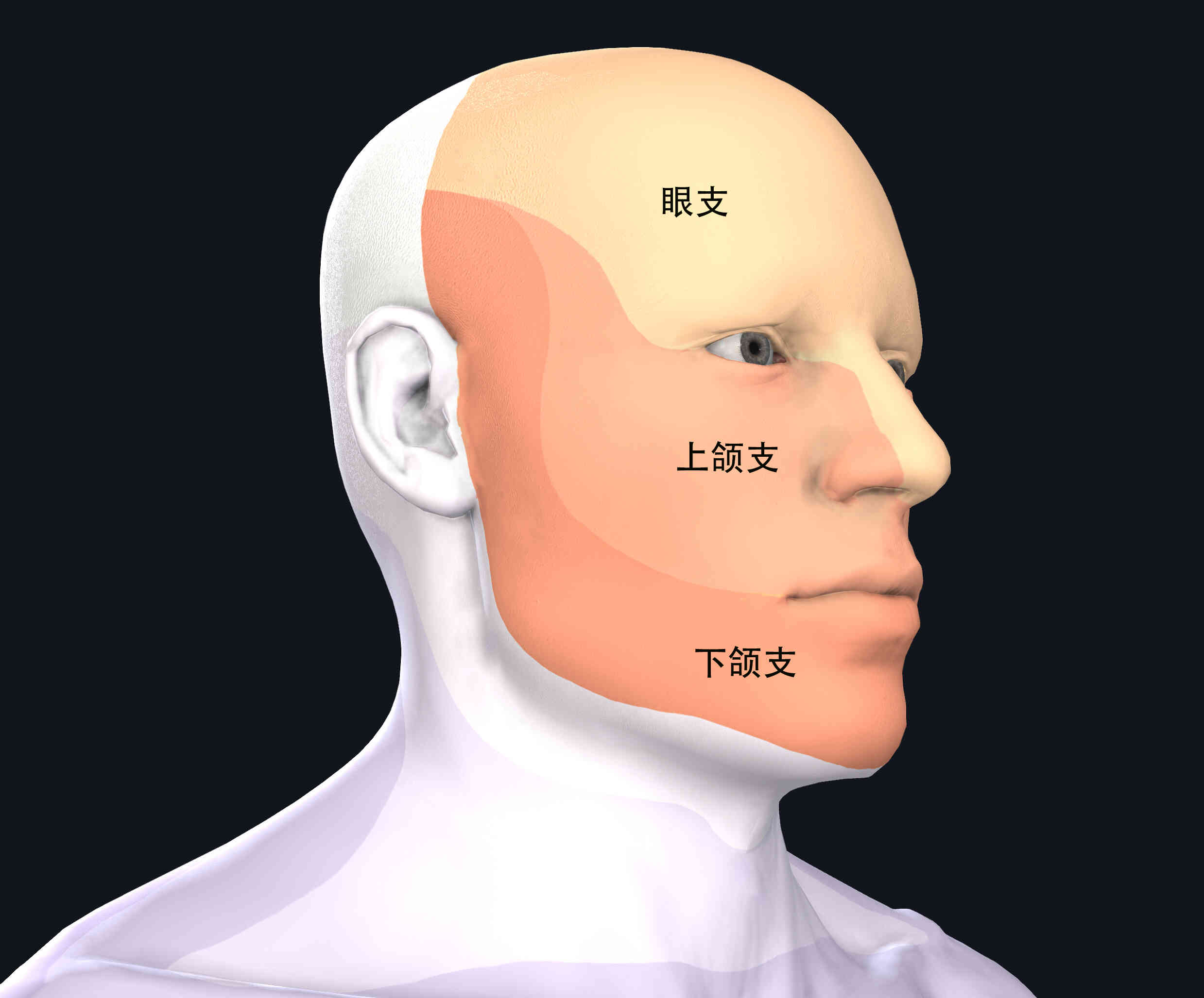 头昏及<span style="color: #da4707">三叉</span><span style="color: #da4707">神经痛</span>的诊断与防治：全面解析
