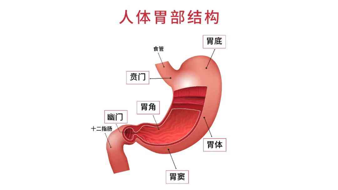 科普，认识<span style="color: #da4707">胃肠</span>功能紊乱及慢性胃炎：分<span style="color: #da4707">型</span>、诊断与治疗全解析