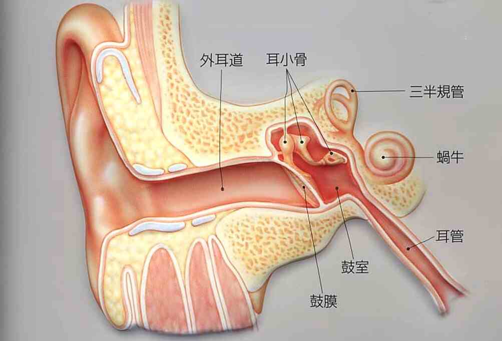 全面解析<span style="color: #da4707">中耳炎</span>：病因、诊断及科学<span style="color: #da4707">管理</span>