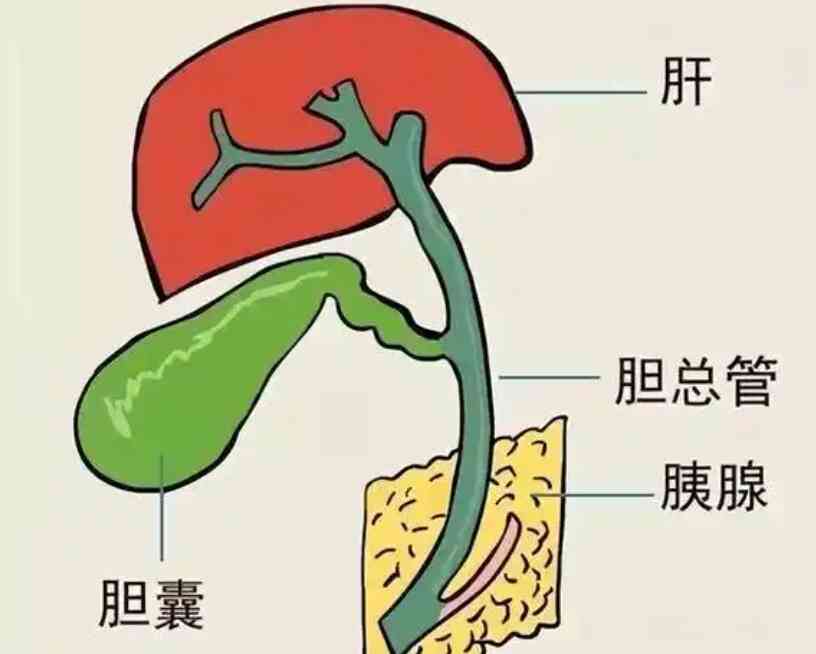 千万别忽视！胆囊炎了解一下！封面图