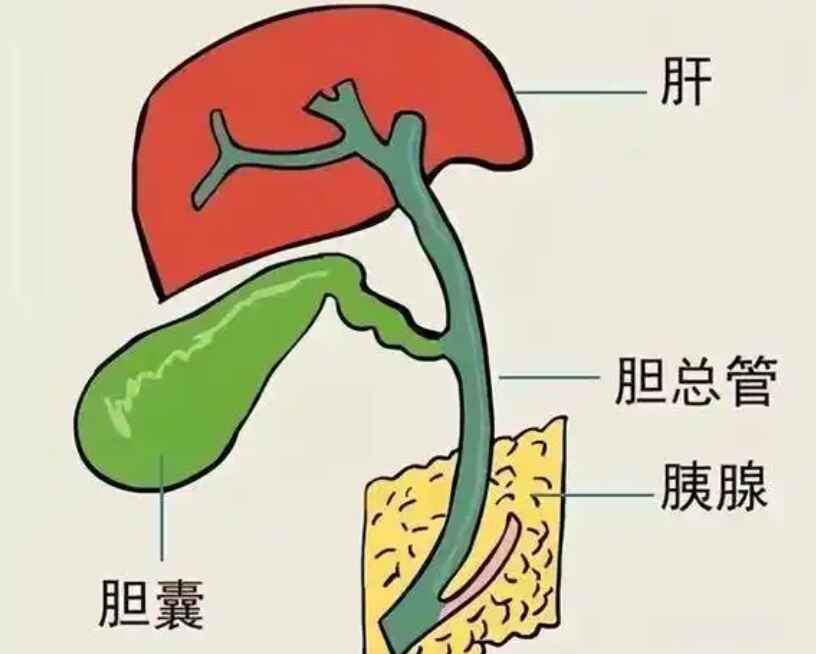 科普，千万别忽视！胆囊炎了解一下！封面图