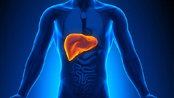 肝硬化:病因、诊疗与生活管理全解析