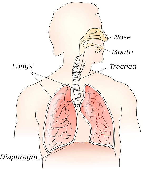 慢性阻塞性肺病（copd）：全面解读与管理指南