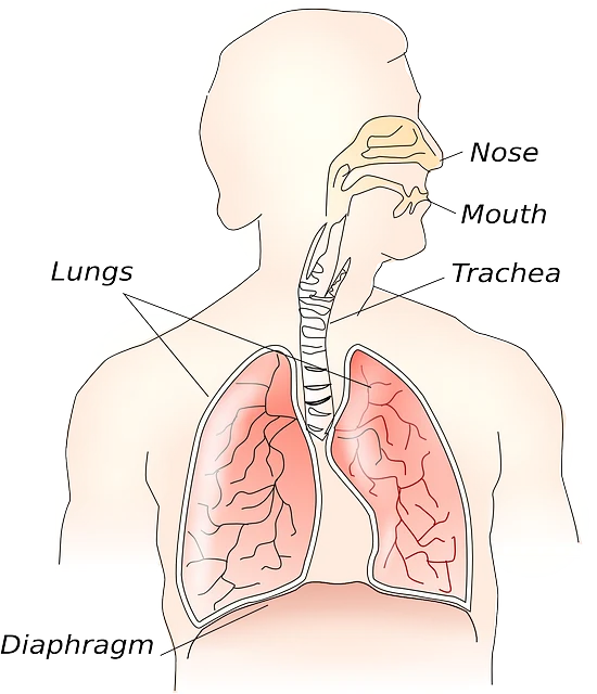 慢性阻塞性肺病（copd）：全面解读与管理指南