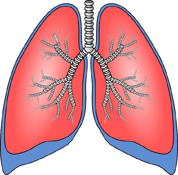 慢性支气管炎与相关肺部疾病的综合管理