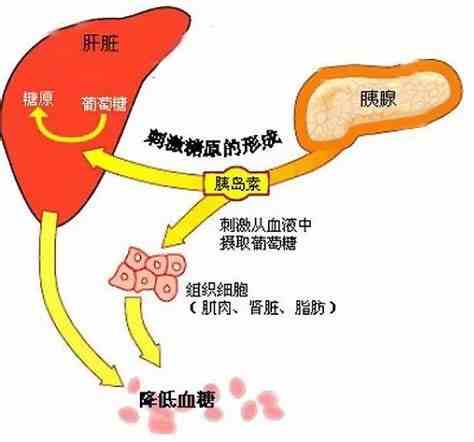 糖尿病与胰岛素的关系——了解，预防和战胜糖尿病！封面图