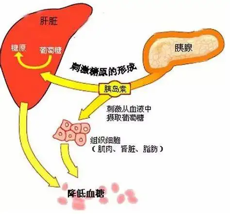 糖尿病与胰岛素的关系——了解,预防和战胜糖尿病!