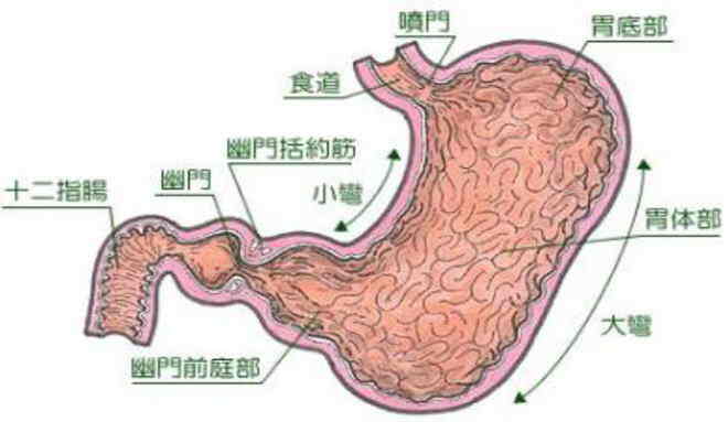 糜烂性胃炎与反流性食管炎：全面了解及管理方法