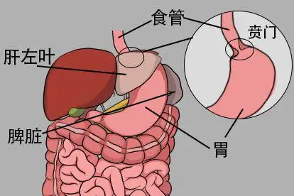 贲门失驰缓症：当下问题与未来展望