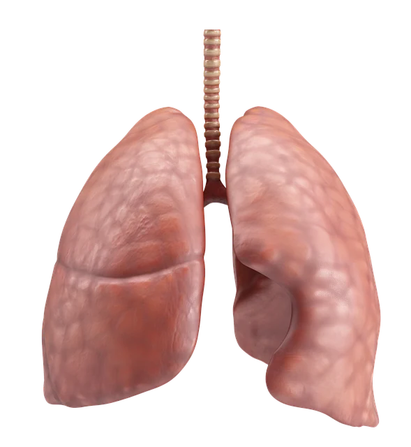慢性肺部病变与相关疾病风险解析：全面了解与应对策略