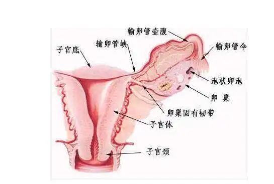 异常子宫<span style="color: #da4707">出血</span>：从<span style="color: #da4707">症状</span>到治疗的全面解析