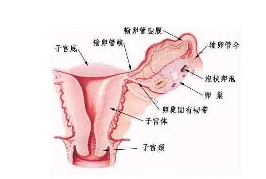 异常子宫出血：从症状到治疗的全面解析