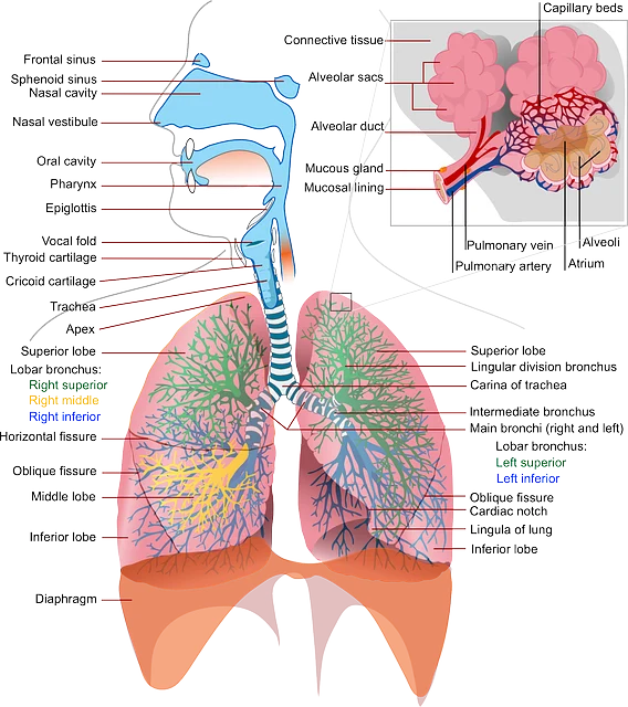 深入解析肺部阴影：诊断、治疗与健康管理